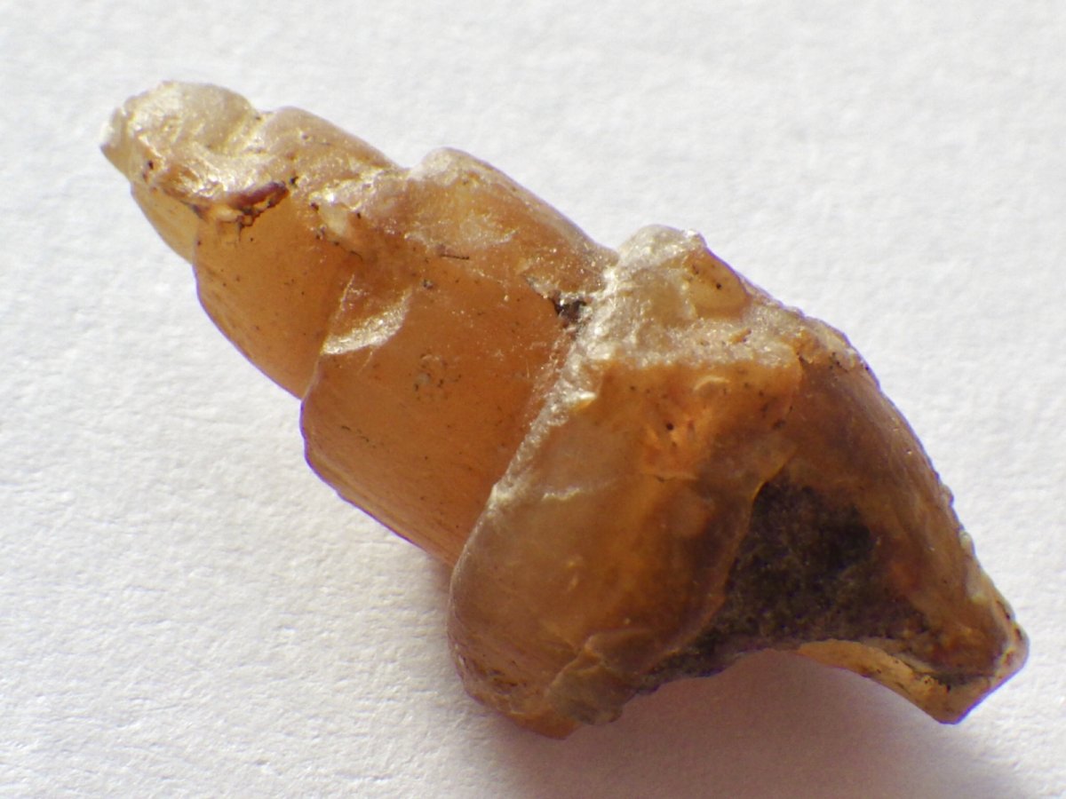 画像2: アゲート化モロッコ産巻貝Ａ (2)