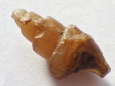 画像2: アゲート化モロッコ産巻貝Ａ (2)