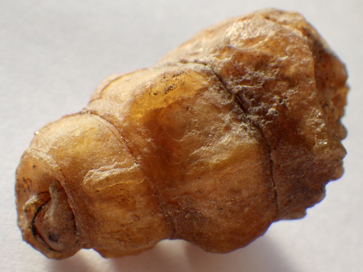 画像4: アゲート化モロッコ産巻貝Ｃ (4)