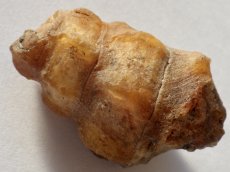 画像3: アゲート化モロッコ産巻貝Ｃ (3)