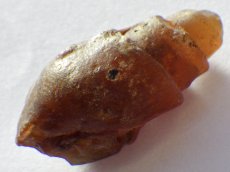 画像2: アゲート化モロッコ産巻貝Ｂ (2)