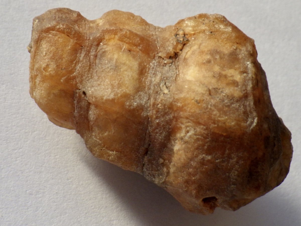 画像1: アゲート化モロッコ産巻貝Ｃ (1)