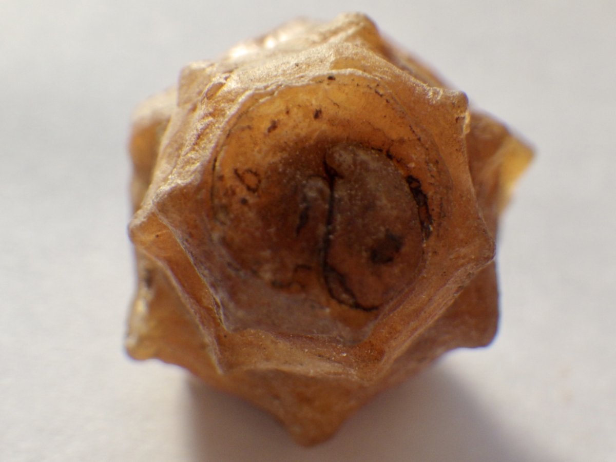 画像5: アゲート化モロッコ産巻貝Ｃ (5)