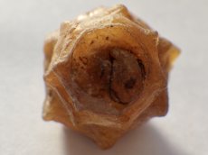 画像5: アゲート化モロッコ産巻貝Ｃ (5)