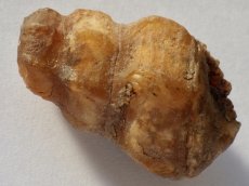 画像2: アゲート化モロッコ産巻貝Ｃ (2)