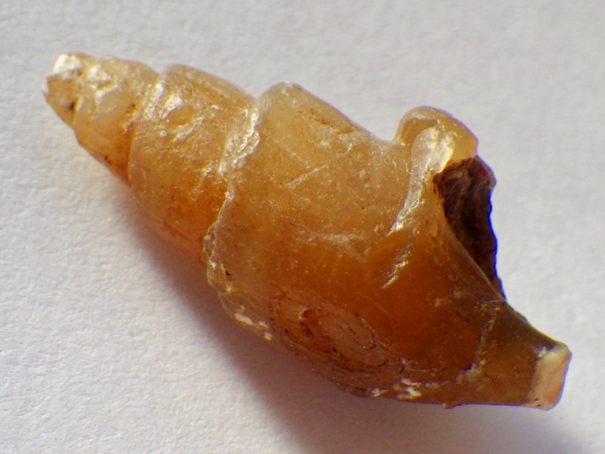 画像3: アゲート化モロッコ産巻貝Ａ (3)