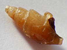 画像3: アゲート化モロッコ産巻貝Ａ (3)