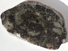 画像1: アパトサウルス骨化石スライスＤ (1)