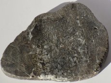 画像3: アパトサウルス骨化石スライスＥ (3)