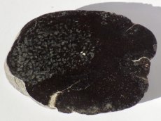 画像1: アパトサウルス骨化石スライスＡ (1)