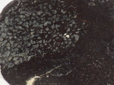 画像2: アパトサウルス骨化石スライスＡ (2)