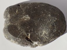 画像3: アパトサウルス骨化石スライスＡ (3)