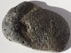 画像3: アパトサウルス骨化石スライスＣ (3)