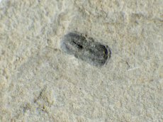 画像1: ユタ産ミニ三葉虫Ａ (1)