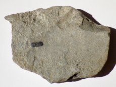 画像2: ユタ産ミニ三葉虫Ａ (2)